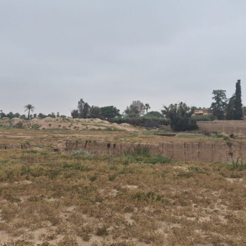 terrain palmeraie